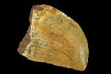 Serrated, Juvenile Carcharodontosaurus Tooth - Morocco #140670-1